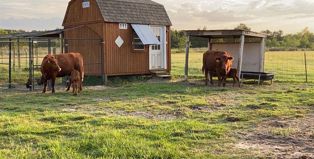 Fenced area, ideal for keeping livestock. Cows are grazing nearby, reflecting a serene, rural lifestyle with ample open space. Perfect for buyers interested in a farmstead environment.