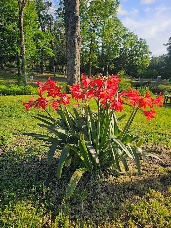 Annuals
