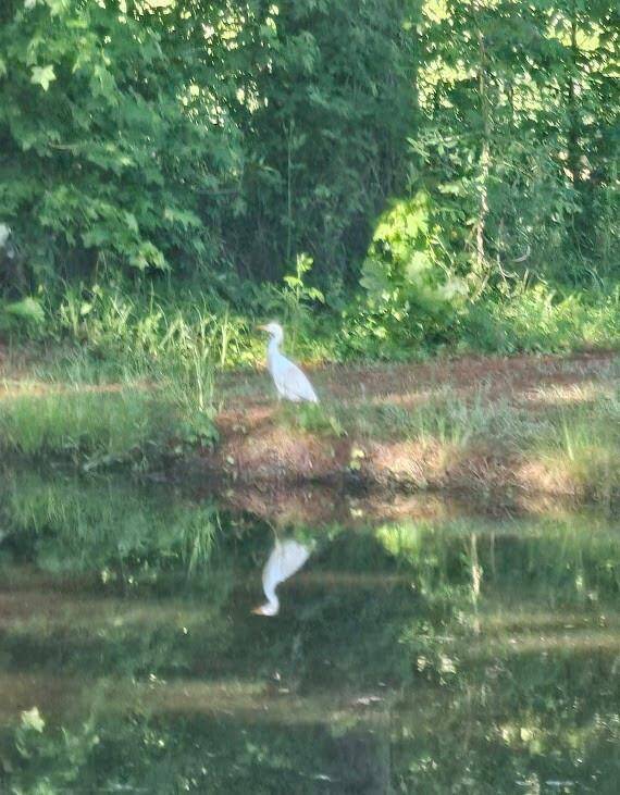 Pond visitor