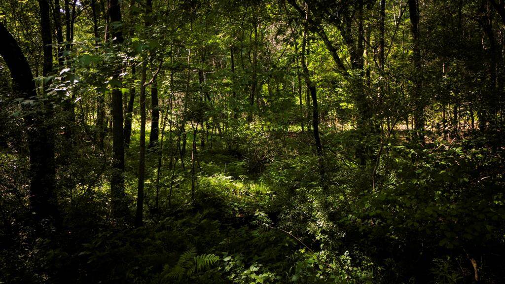 Natural springs with ferns.