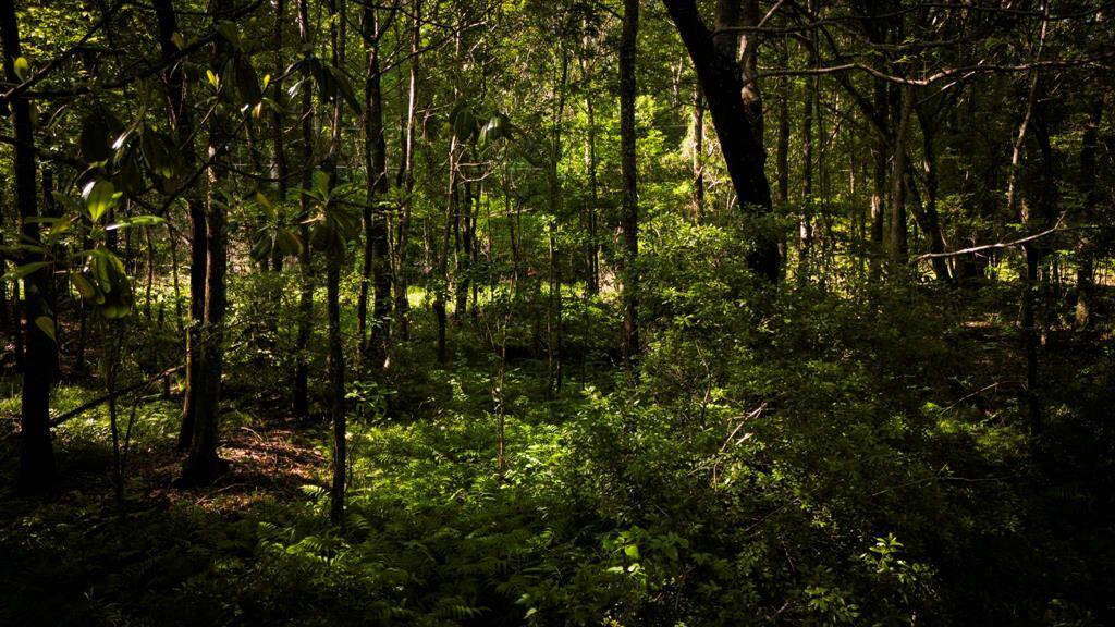 Natural springs with ferns.