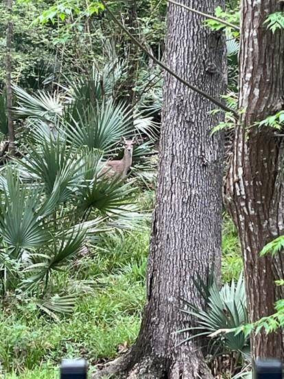 Imagine relaxing outside on the covered patio, surrounded by nature, and enjoying views of deer as they wander through the peaceful landscape.