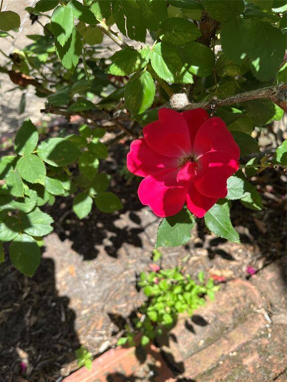 Knockout roses are planted against the chain link fence, and creates a view barrier for whatever is in the driveway.