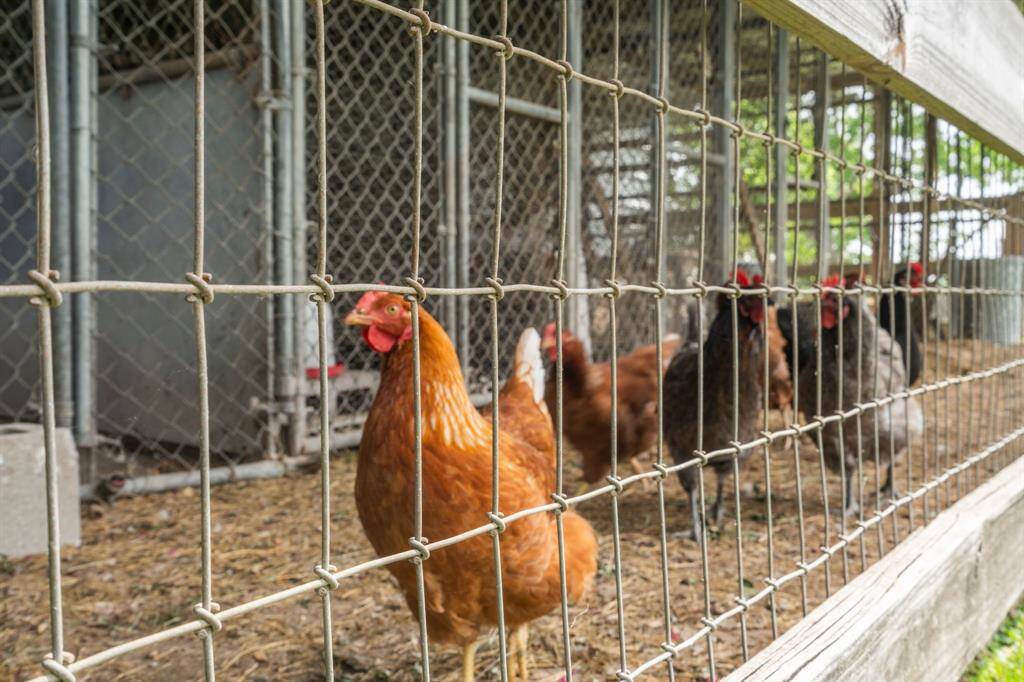 Chickens included. 7 hens, all 1 year old