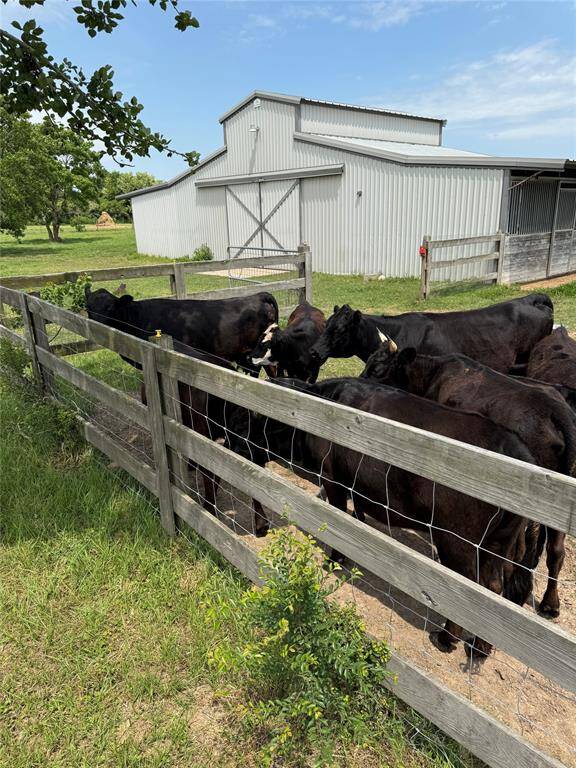 Cattles included. 8+ Dexter Cows ages new born to 6 years old.