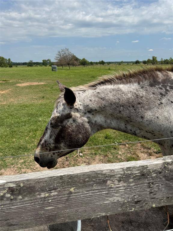 Horse included. 1 Leopard Appaloosa age 25