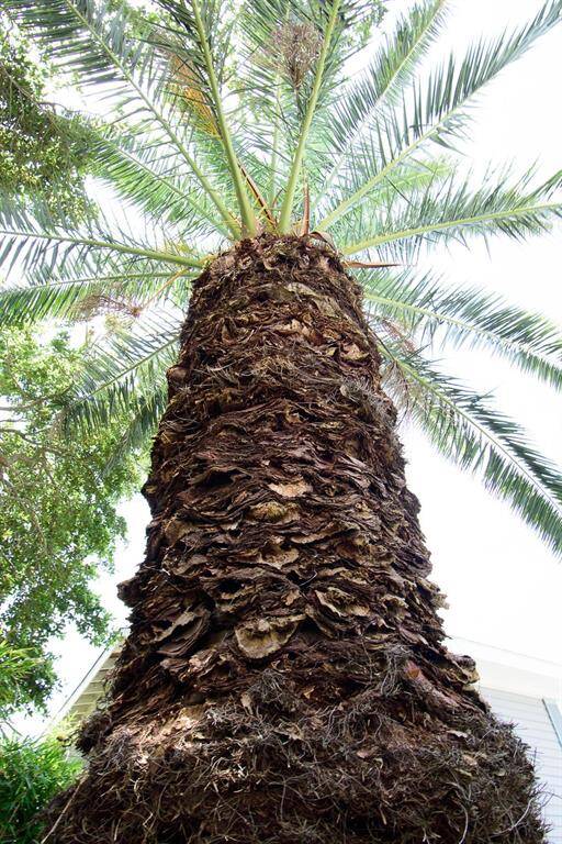 Huge palm tree