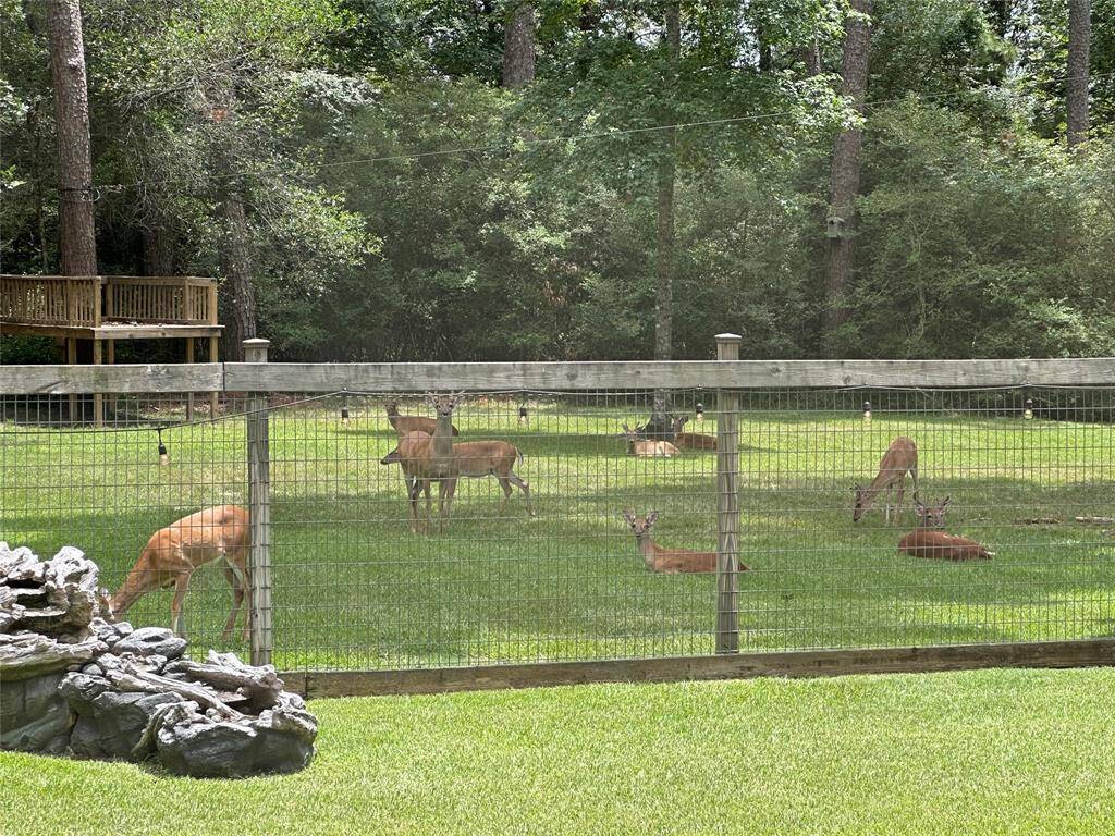 Deer Feeding at the Back of the Main House