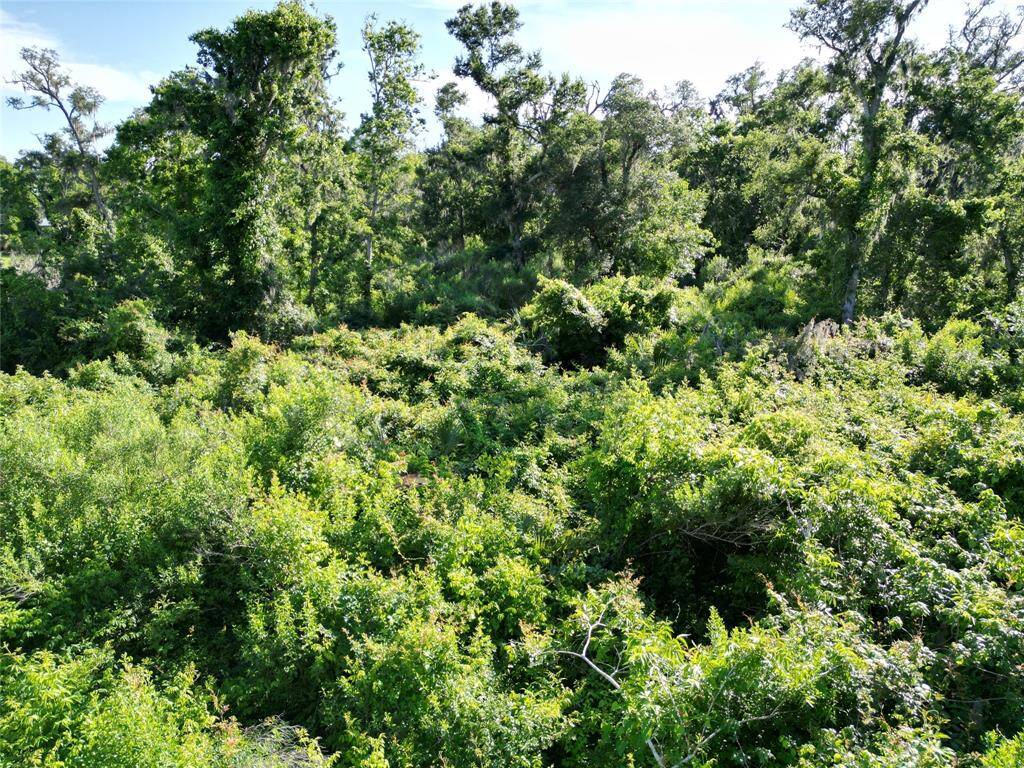 Tall grass inside lot