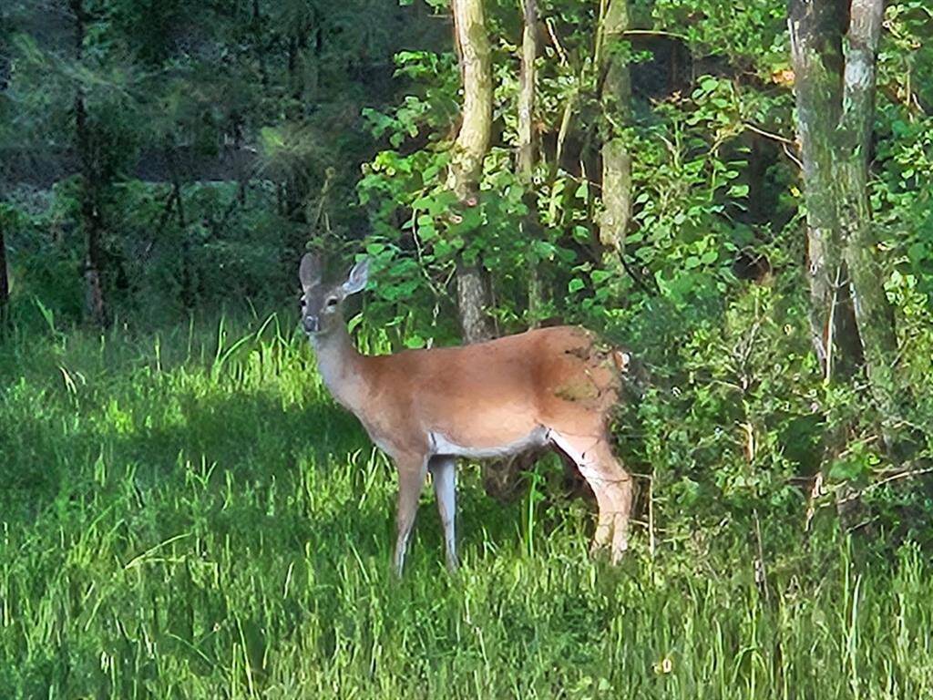 The deer love visiting