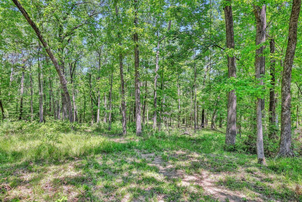 Peaceful wooded acreage provides privacy, shade, and a serene natural backdrop, ideal for quiet living or outdoor adventures.