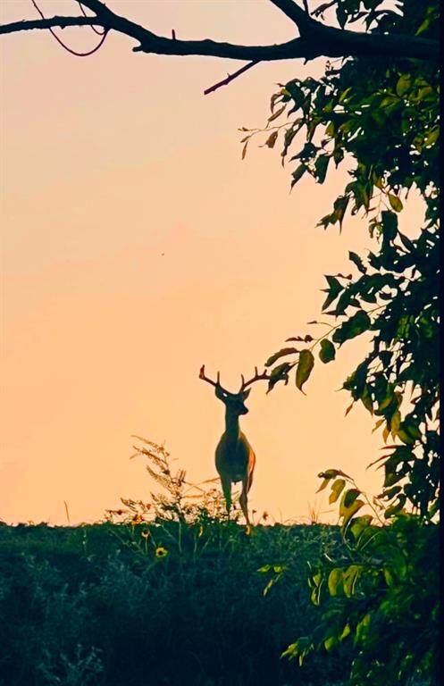 Beautiful wildlife roam free