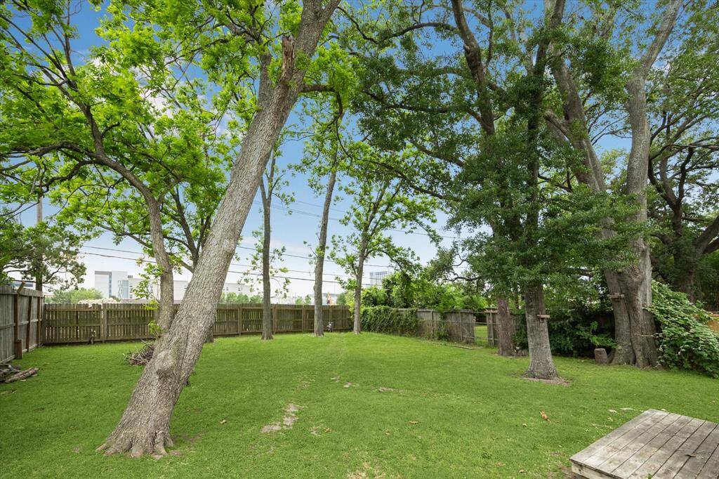 Beautiful trees in the backyard.