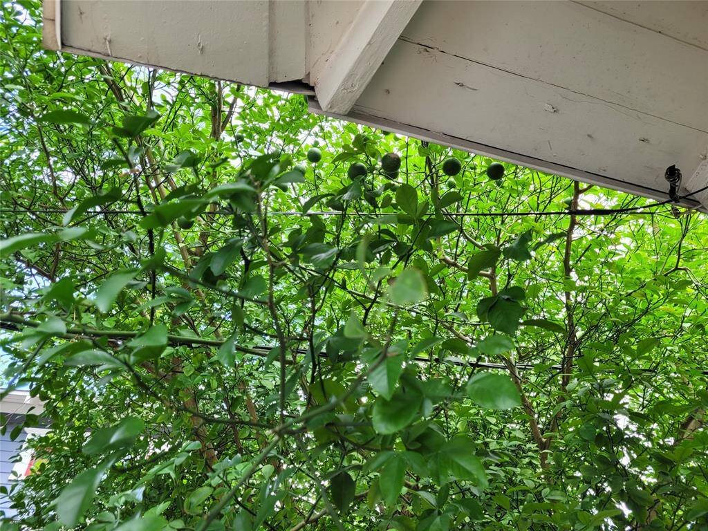 Very productive Meyer's lemon tree.