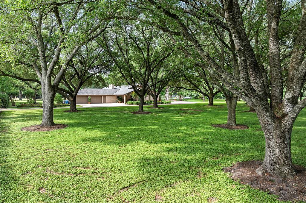 So many wonderful trees provide ample shade for afternoon adventures, picnics or backyard BBQ's! Could you even dream of an outdoor celebration with cafe or twinkle lights shrewn about?