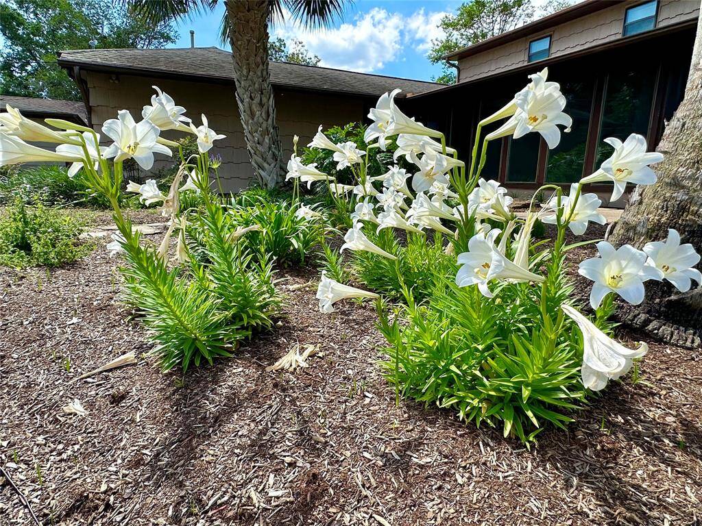 The lilies are in full bloom in May. (Taken May 2025)