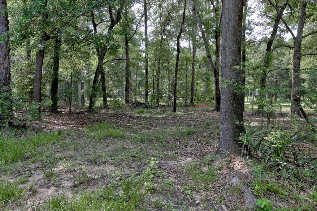 view in woods