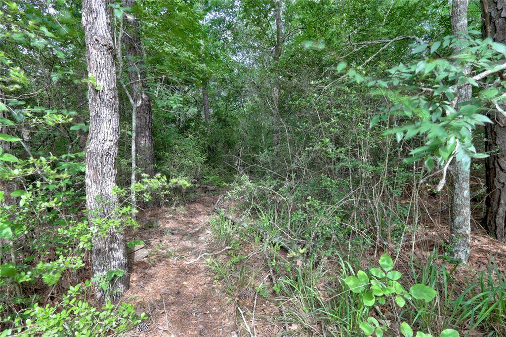 wood area