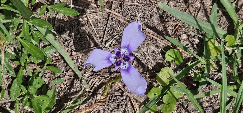 A beautiful flower I found in the grass   between the pool and the park of Walnut Cove