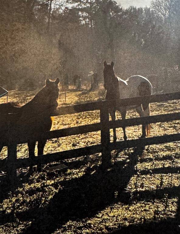 HORSES IN THE PASTURE