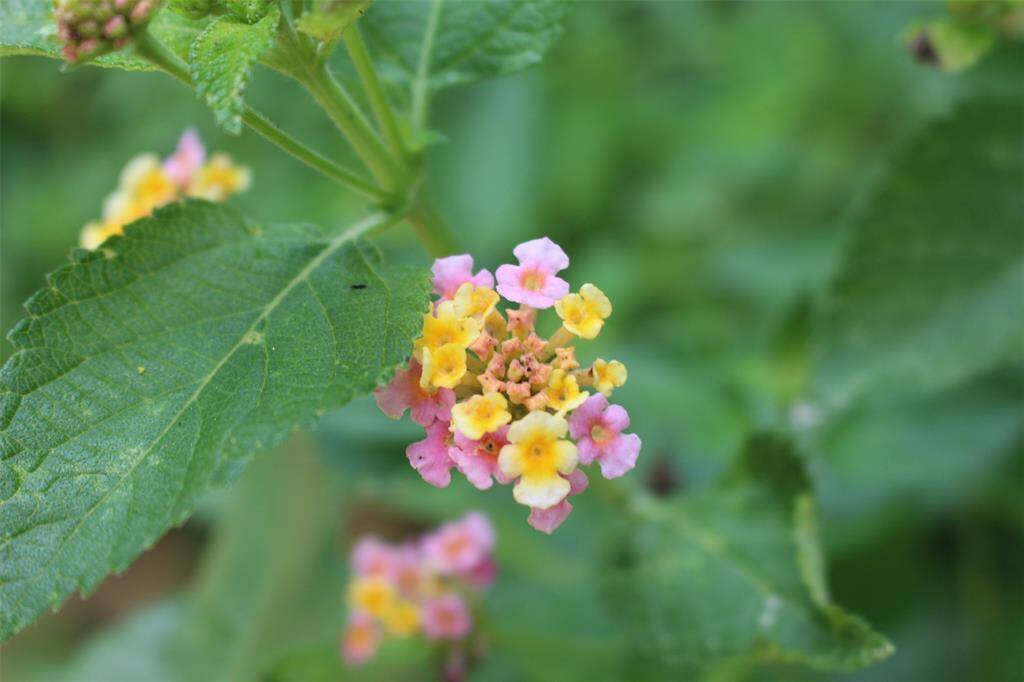 Lantana Grows Wild here.