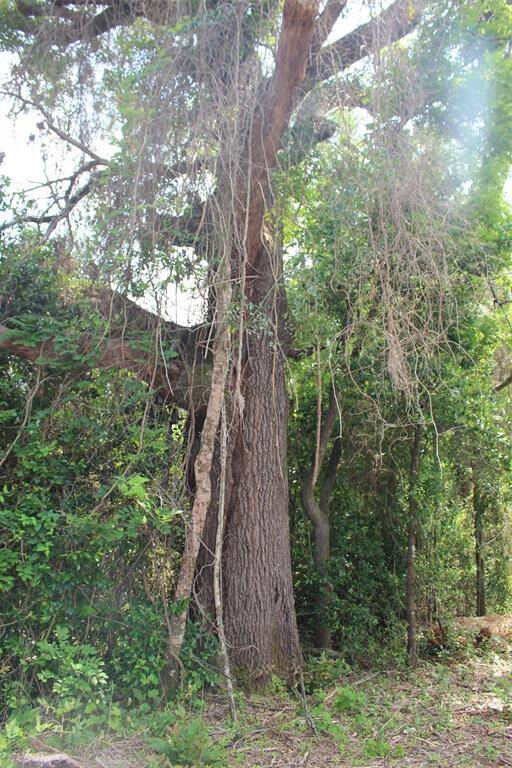 Mature trees