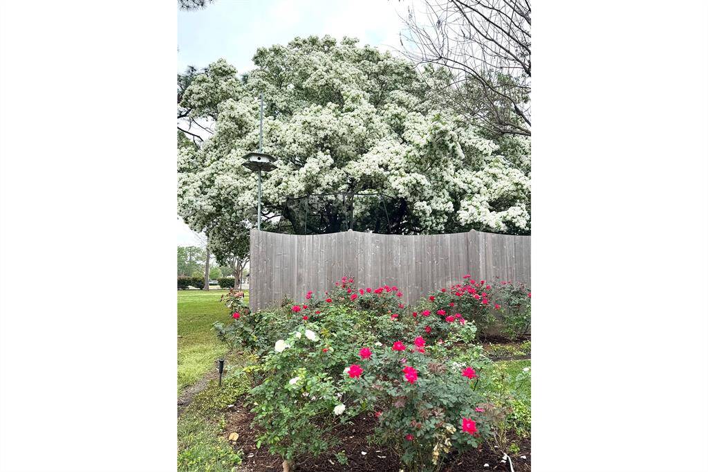 View of the beautiful Fringe tree blooming in March!