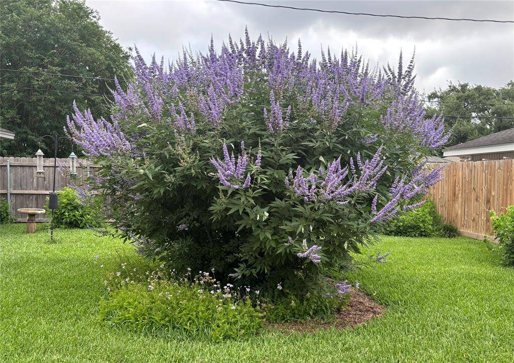 Lush Vitex tree enhances the backyard's charm and privacy. Enjoy the stunning beauty of a lush Vitex tree in your backyard oasis.