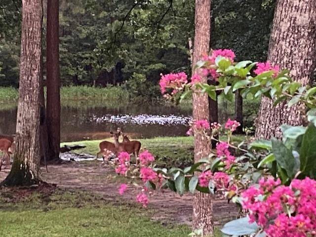 THE DEER LOVE TO COME & PLAY...