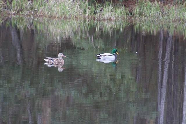 LIFE IS GREAT... SO PEACEFUL... 1.5 ACRES +/-