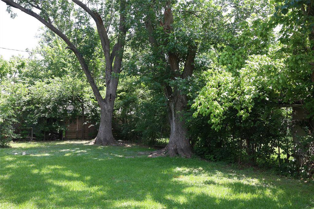 Back yard