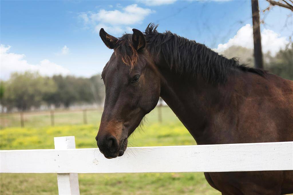 Just one of the NEIGHbors youll meet on Shady Ln. Call today to schedule a private showing to view this incredible property.