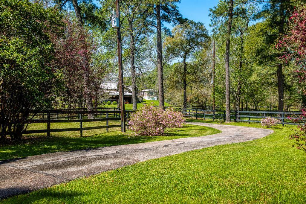 Azaleas in bloom