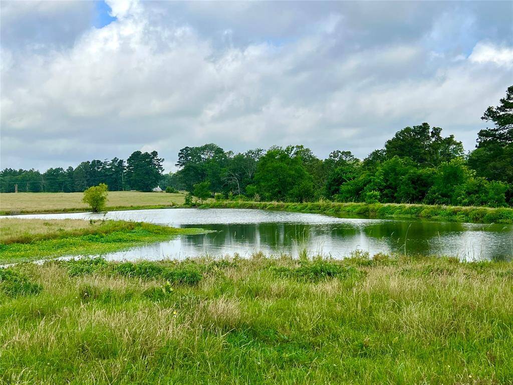Large pond