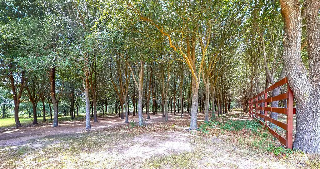 Illuminated Forest