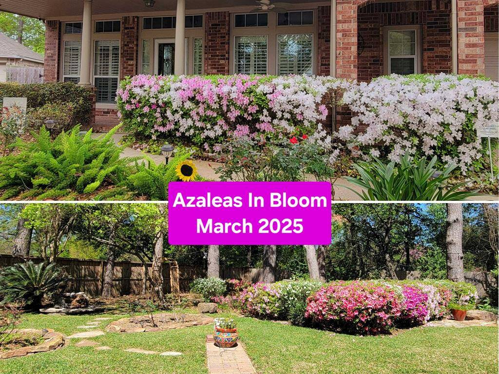 Azalea bushes blooming in the spring