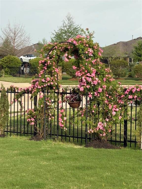 The Peggie Martin roses on the flowering arch produce vibrant pink blooms twice a year.