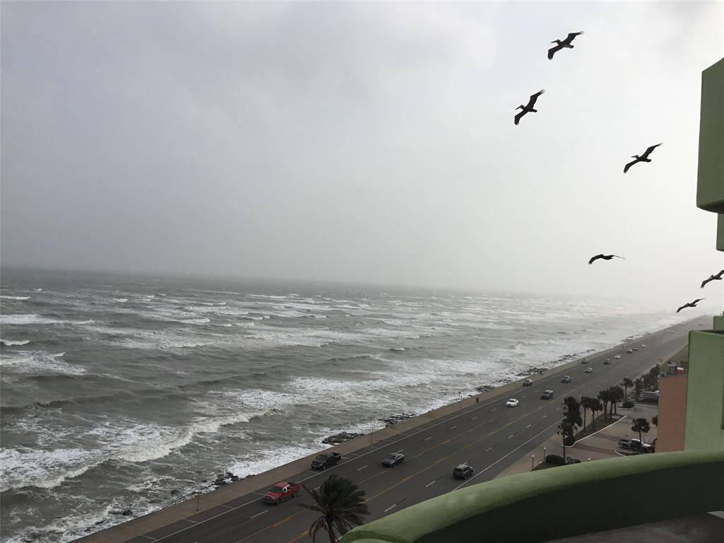 The pelicans literally glide past you daily on this 10th floor balcony. Majestic creatures!