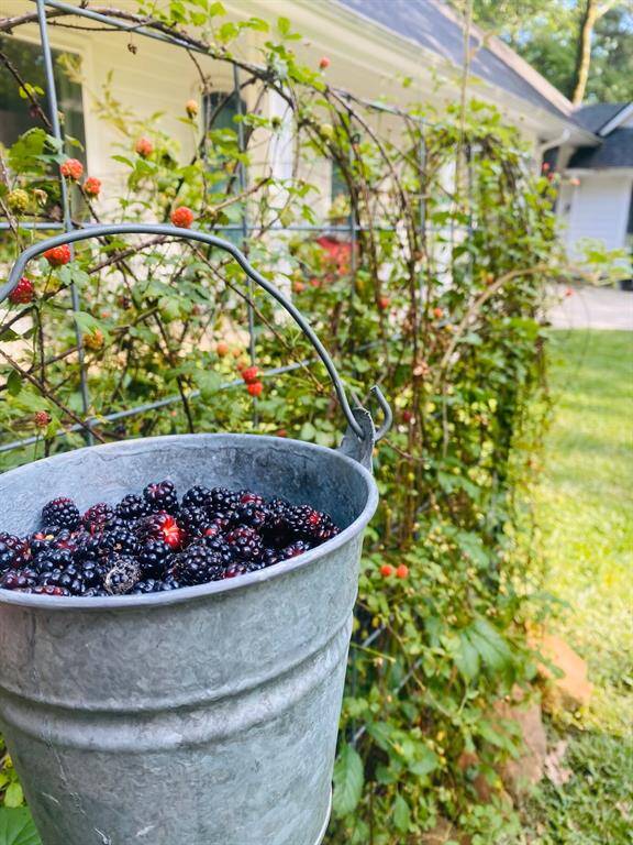 Berry Vines