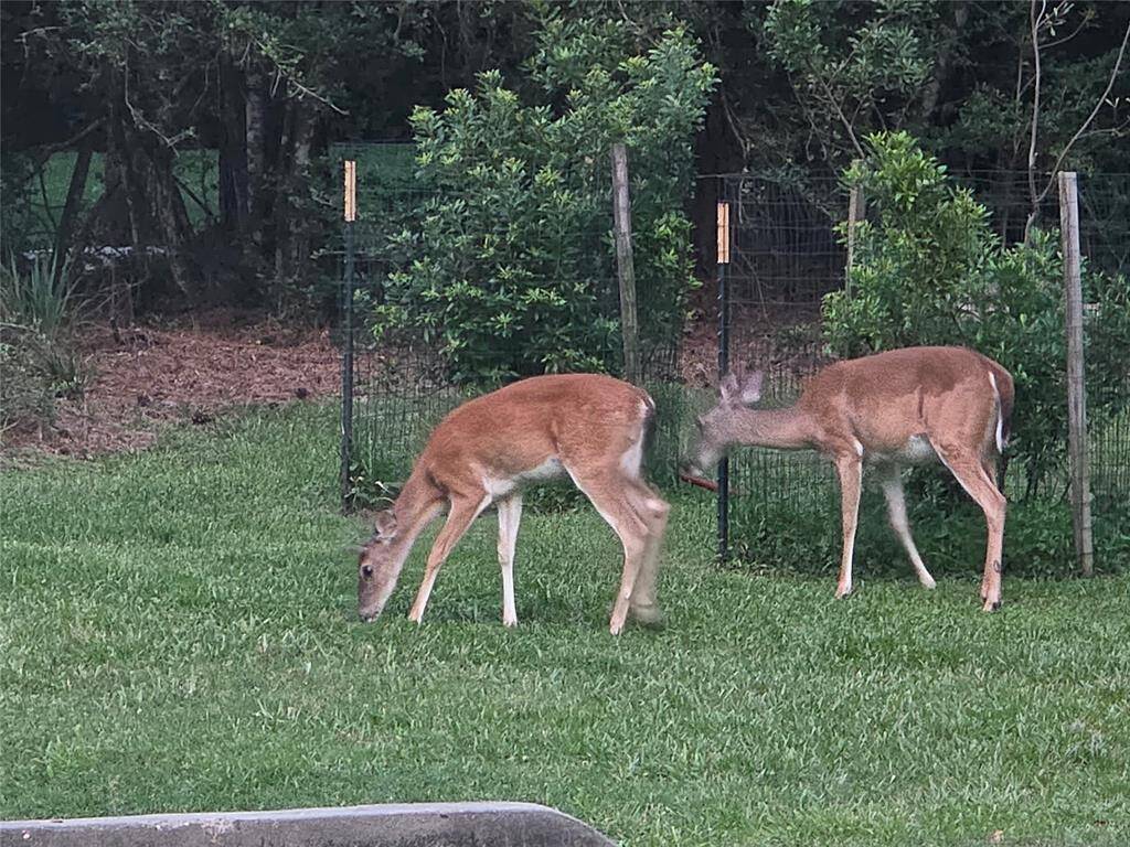 Just a sample of the neighborhood wildlife