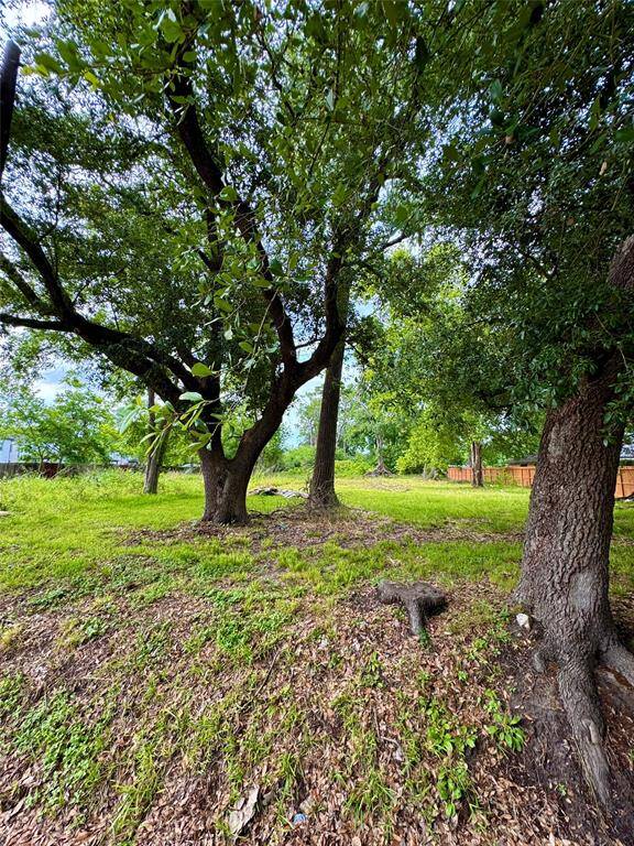 Spacious backyard with mature trees, providing ample shade and a natural setting, perfect for outdoor activities and relaxation.