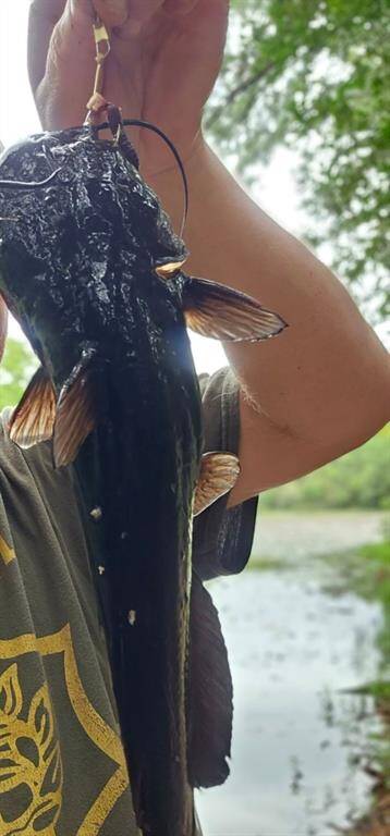 CATFISH