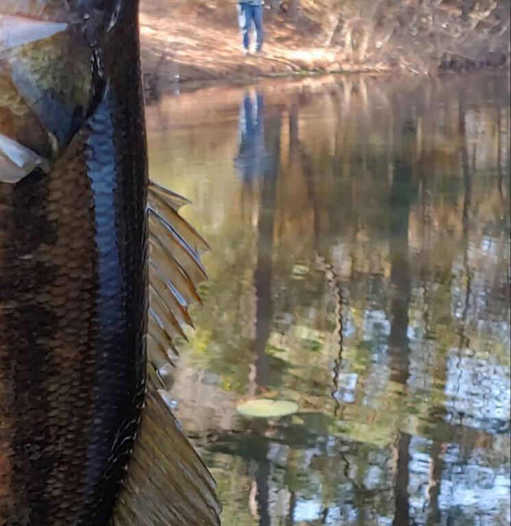 BASS