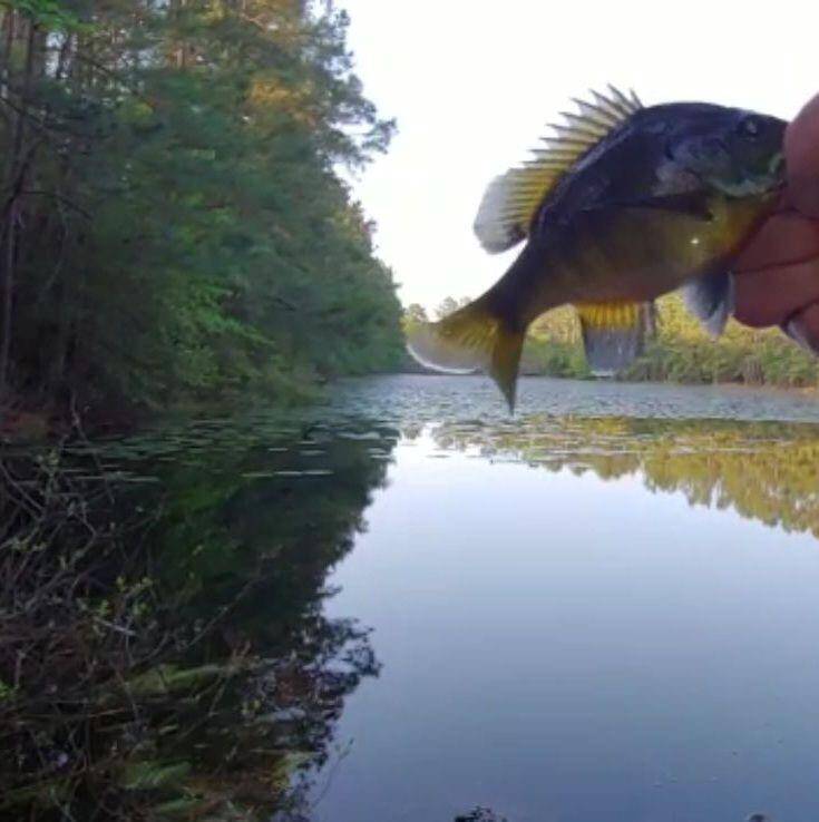 PERCH, BLUEGILL