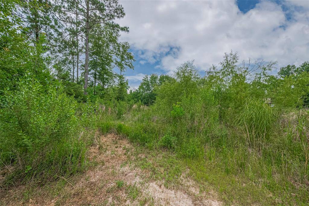 Lush, wooded portion of the property featuring mature trees and dense greenery—ideal for creating a private trail, garden retreat, or expanding your outdoor space into nature.