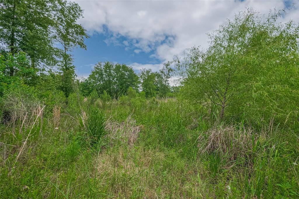 Lush, wooded portion of the property featuring mature trees and dense greenery—ideal for creating a private trail, garden retreat, or expanding your outdoor space into nature.