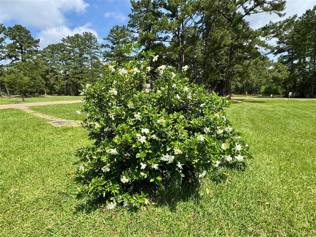This gardenia bush smells amazing!
