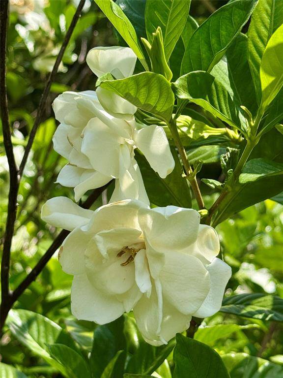 Clip one of these and sit it in a bowl of water. Your room will smell wonderful!