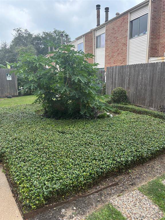 Backyard with a beautiful papaya tree