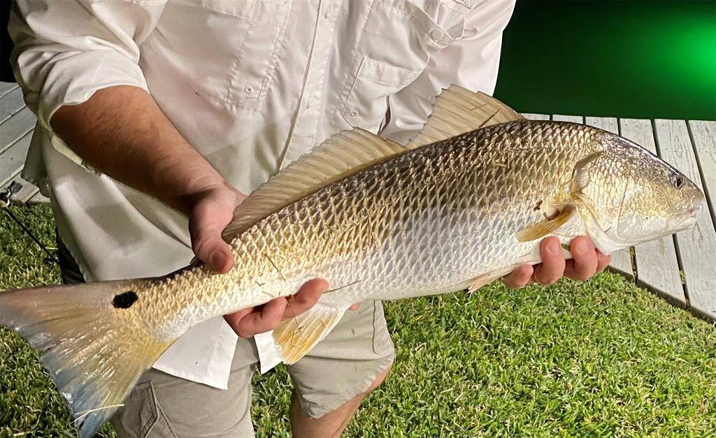 There's a green fishing light under the dock so you can catch fish like this after dark every night!